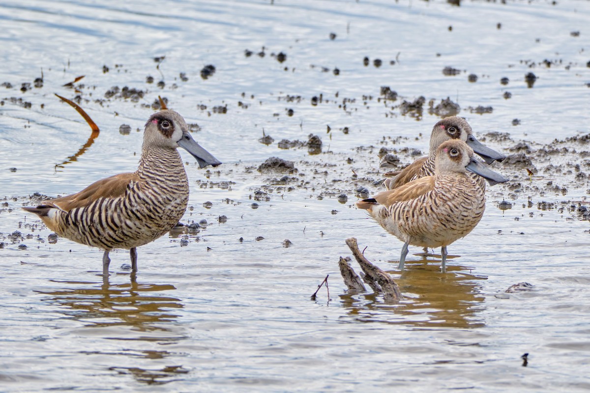 Pink-eared Duck - jessie lewin