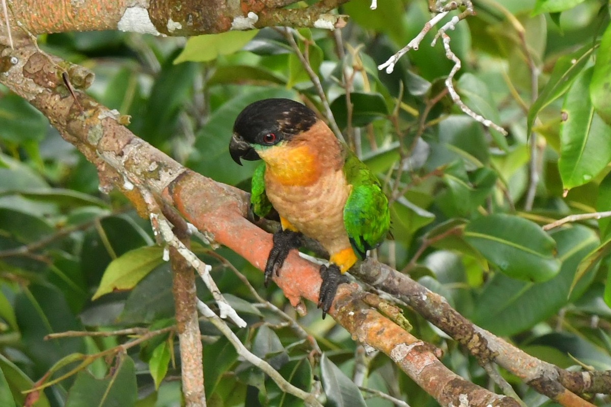 Black-headed Parrot - ML551706711