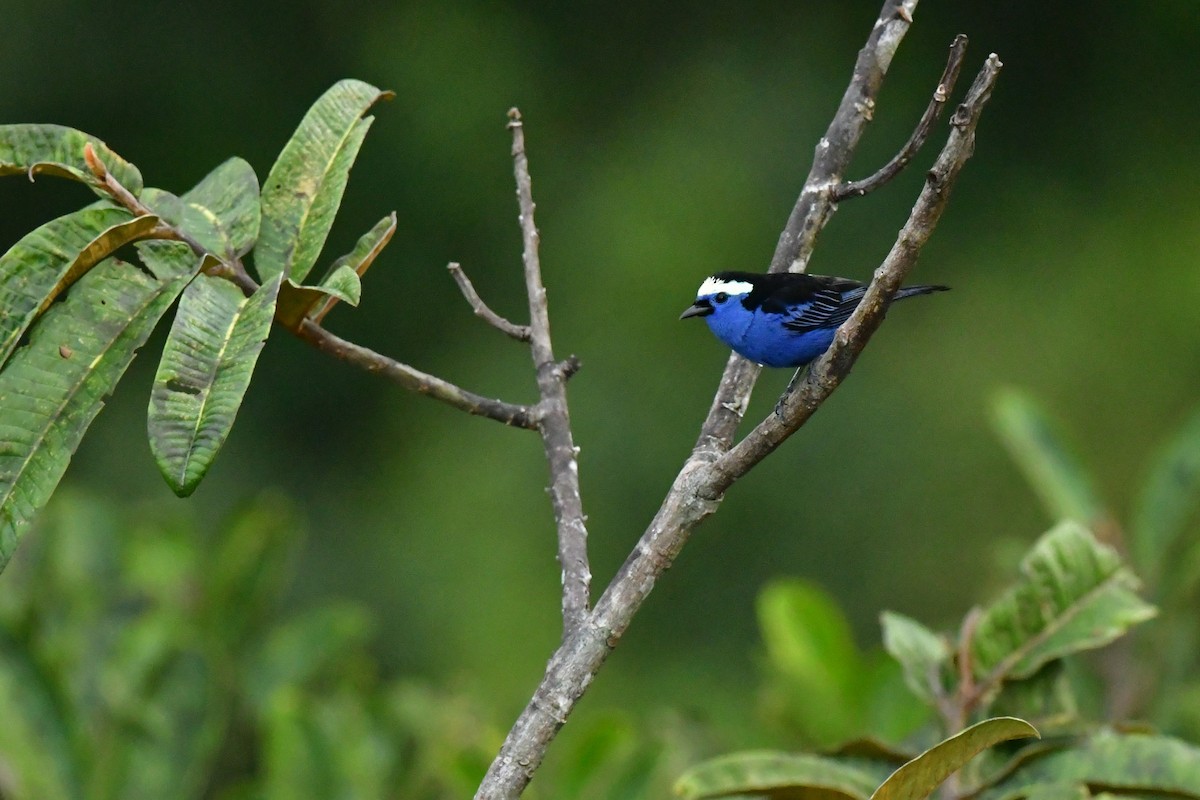 Opal-crowned Tanager - ML551708391