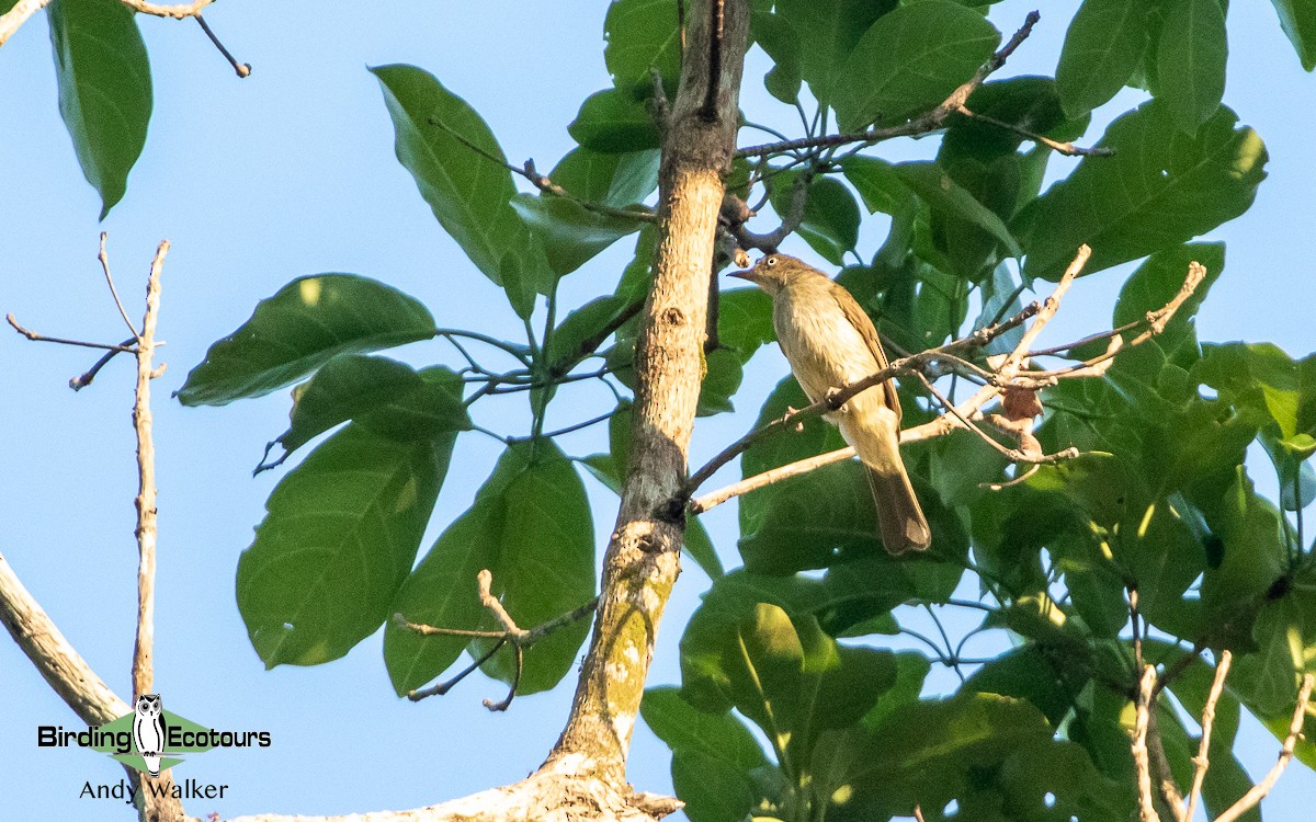 Bulbul aux yeux blancs (simplex/halizonus) - ML551708631