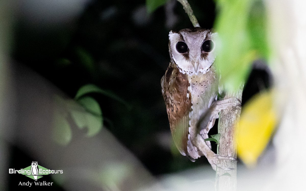 Oriental Bay-Owl - Andy Walker - Birding Ecotours