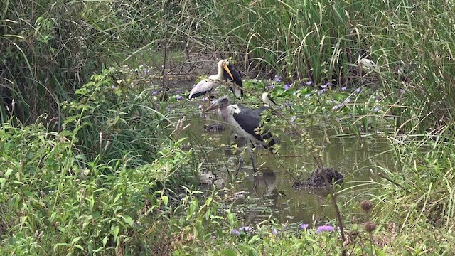 African Woolly-necked Stork - ML551709021