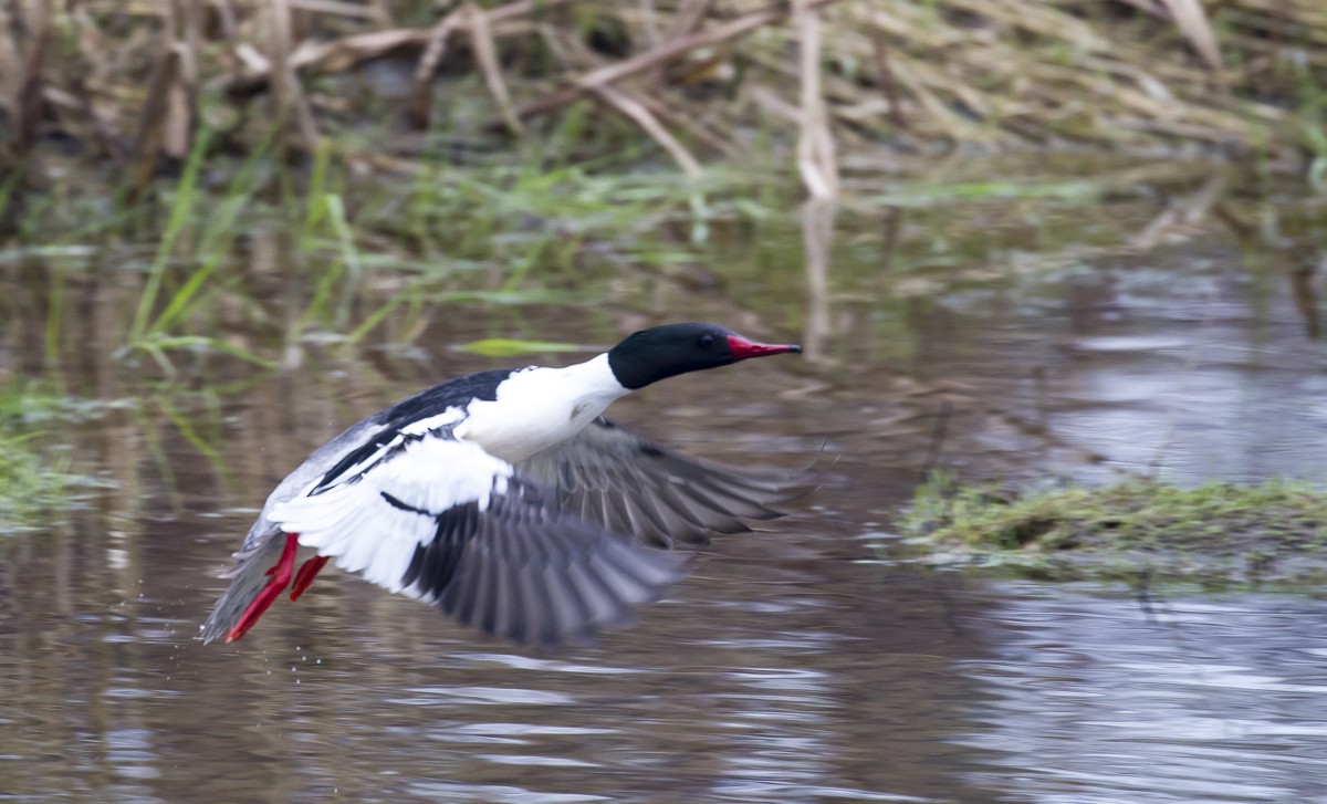 Common Merganser - Phil McNeil