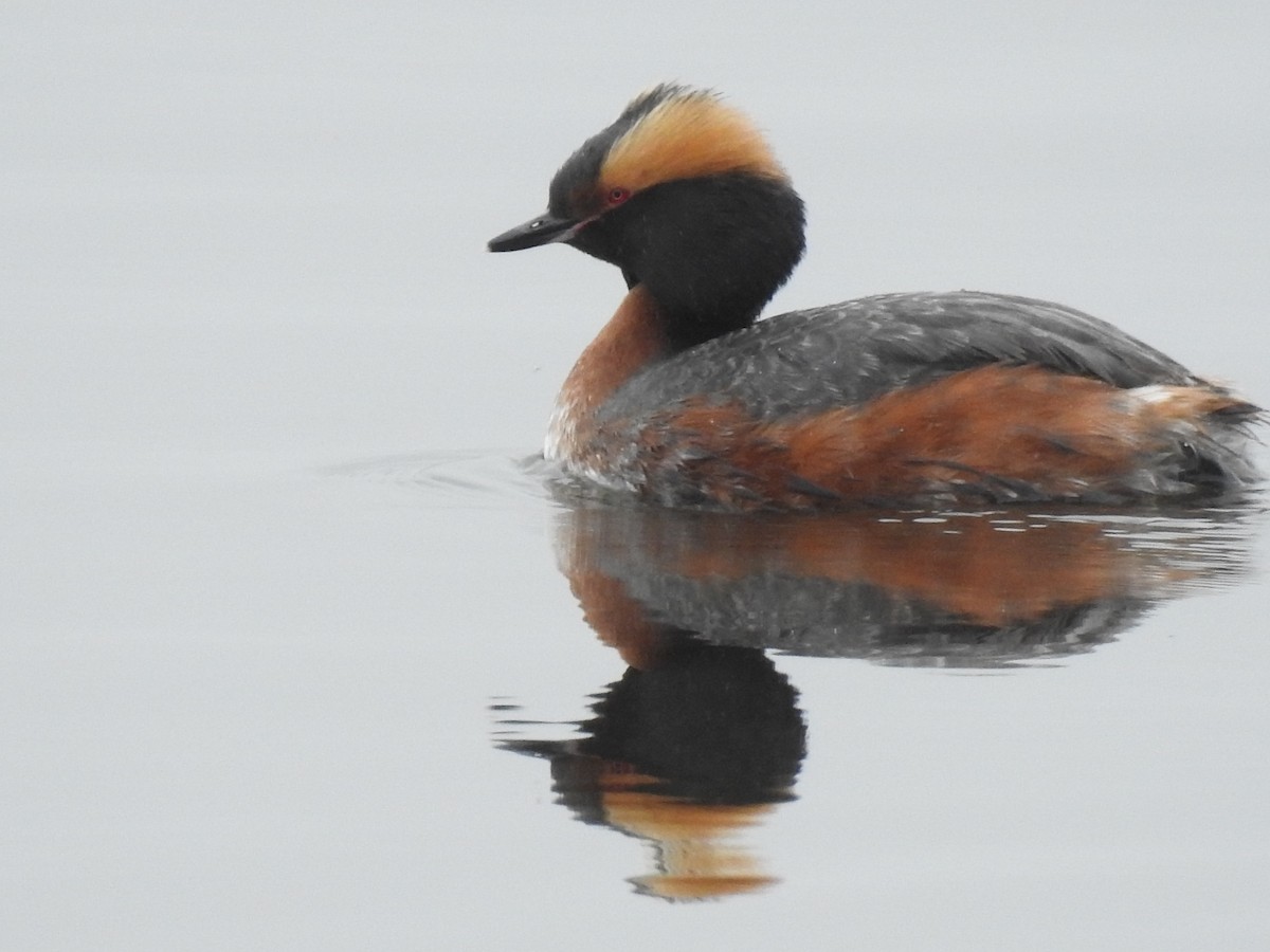 Horned Grebe - Dan Belter