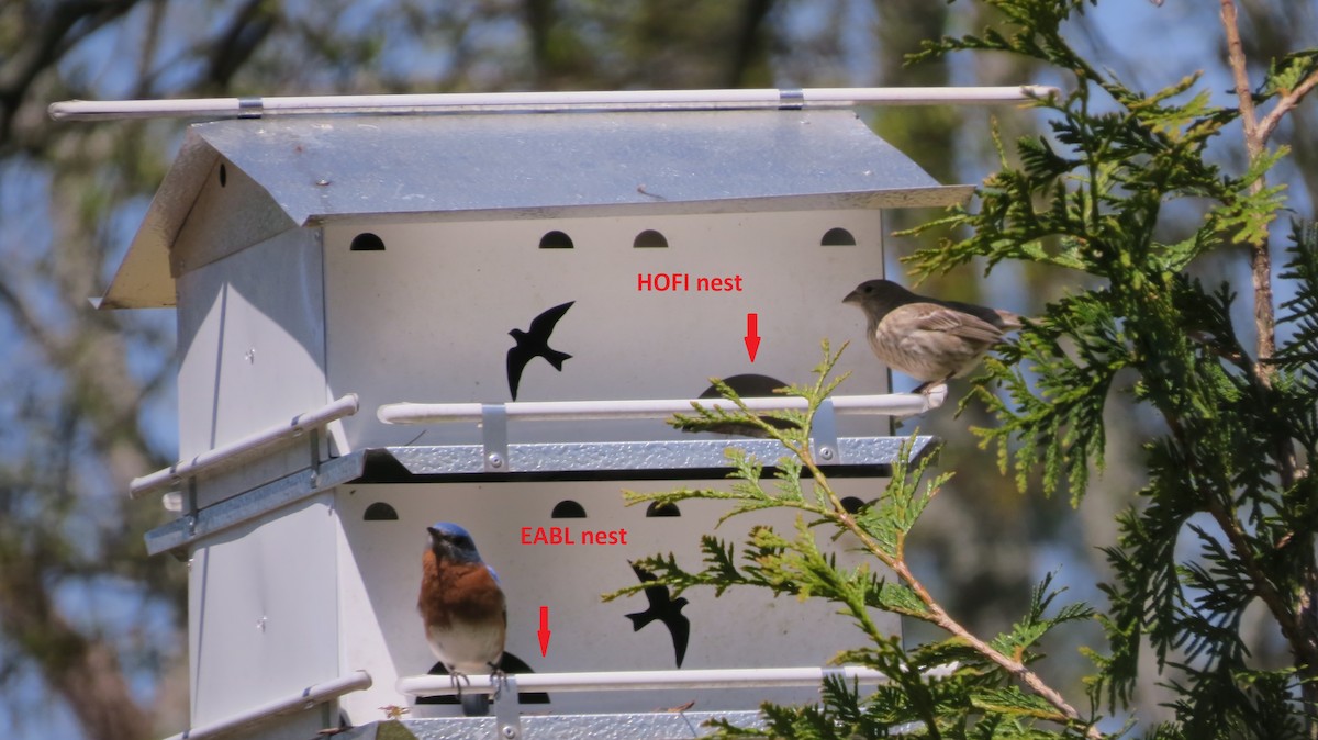 Eastern Bluebird - ML551709991