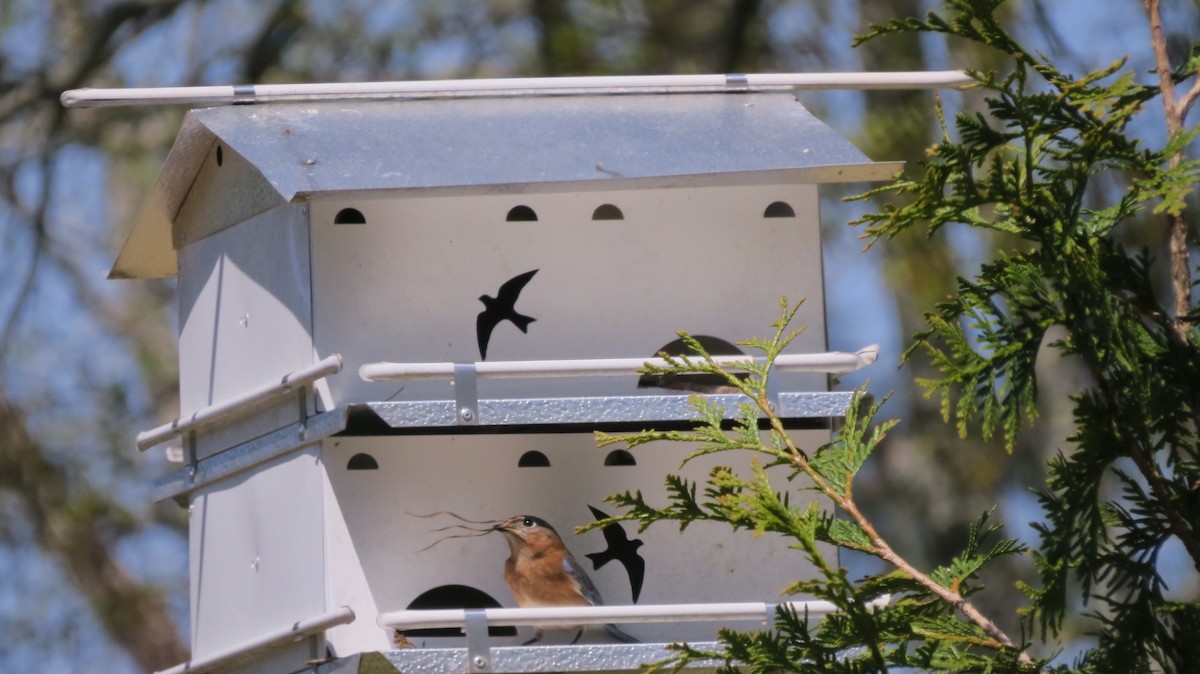 Eastern Bluebird - ML551710001