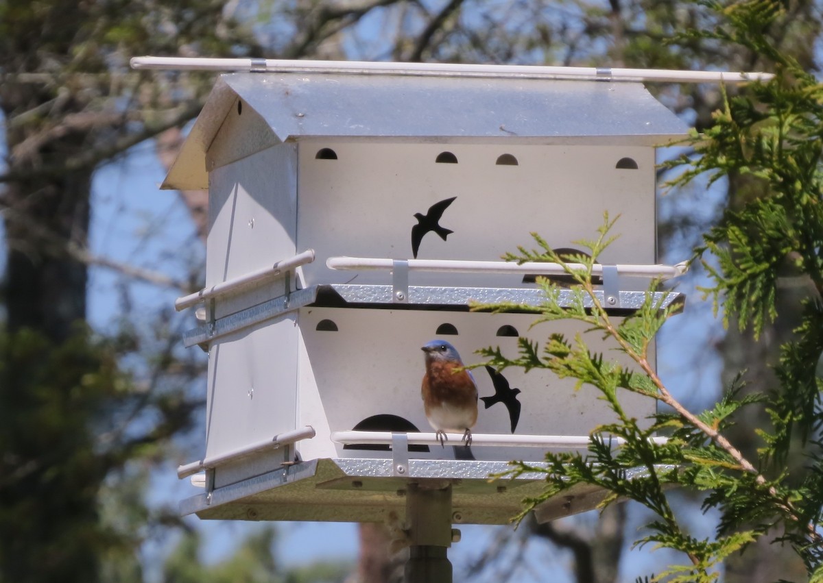 Eastern Bluebird - ML551710011