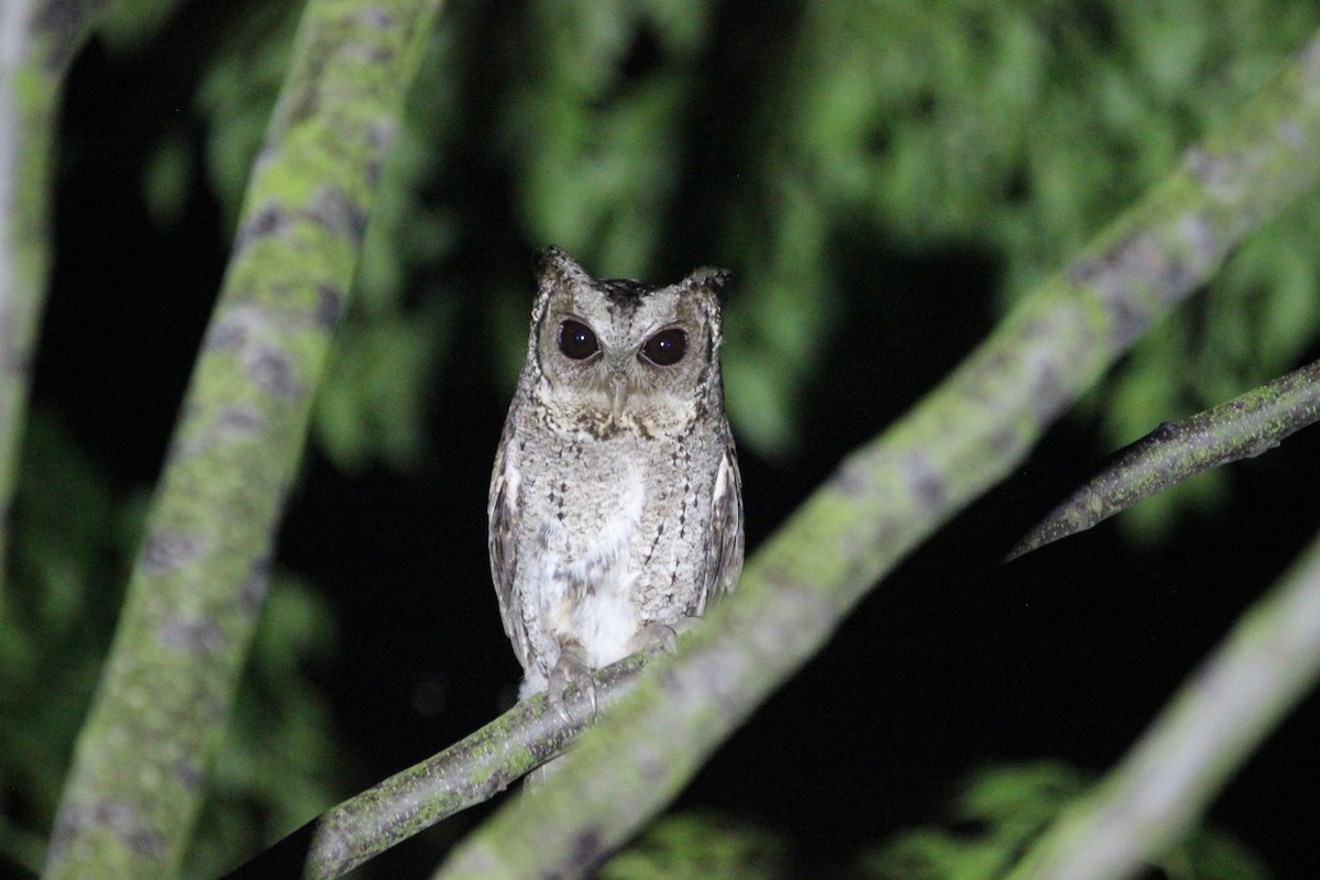 Collared Scops-Owl - ML551710151