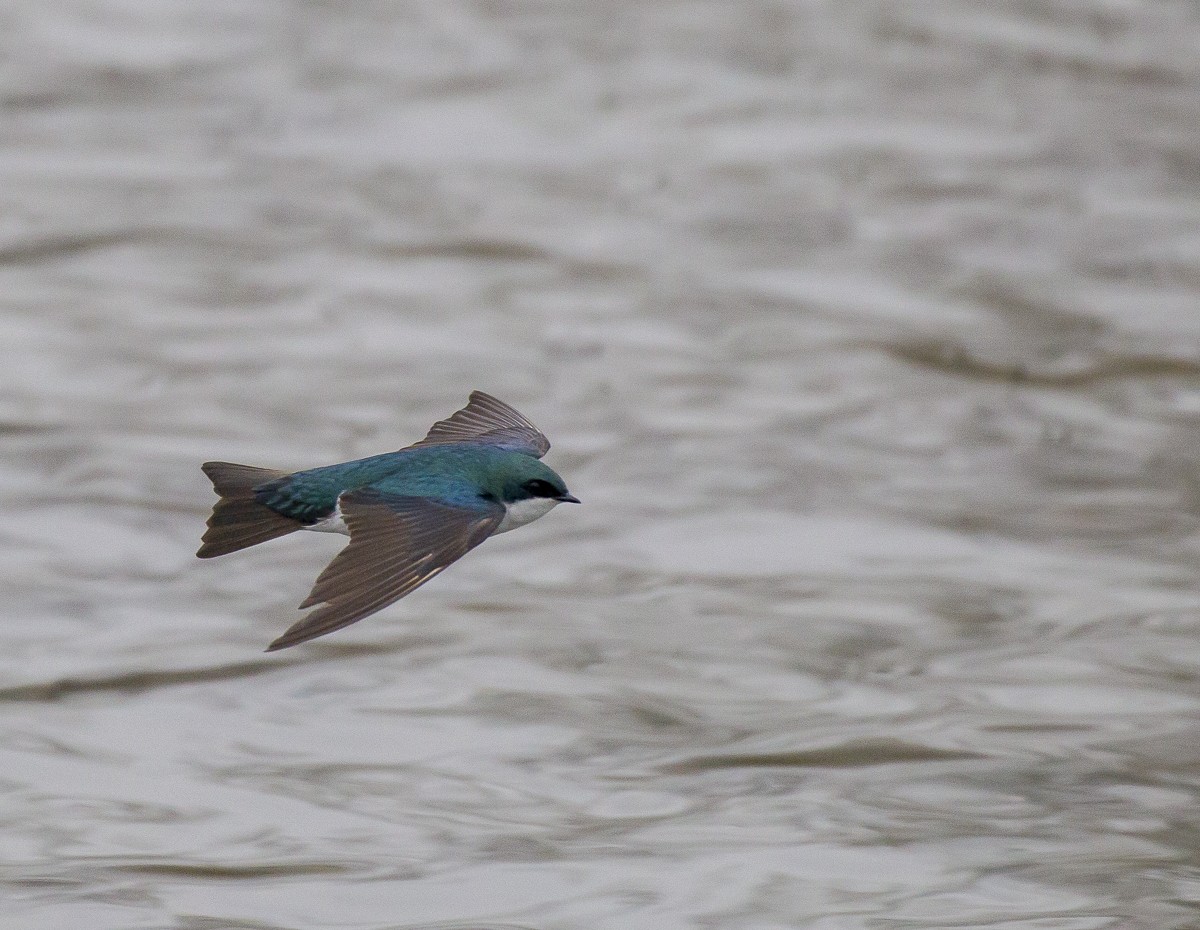 Tree Swallow - Phil McNeil