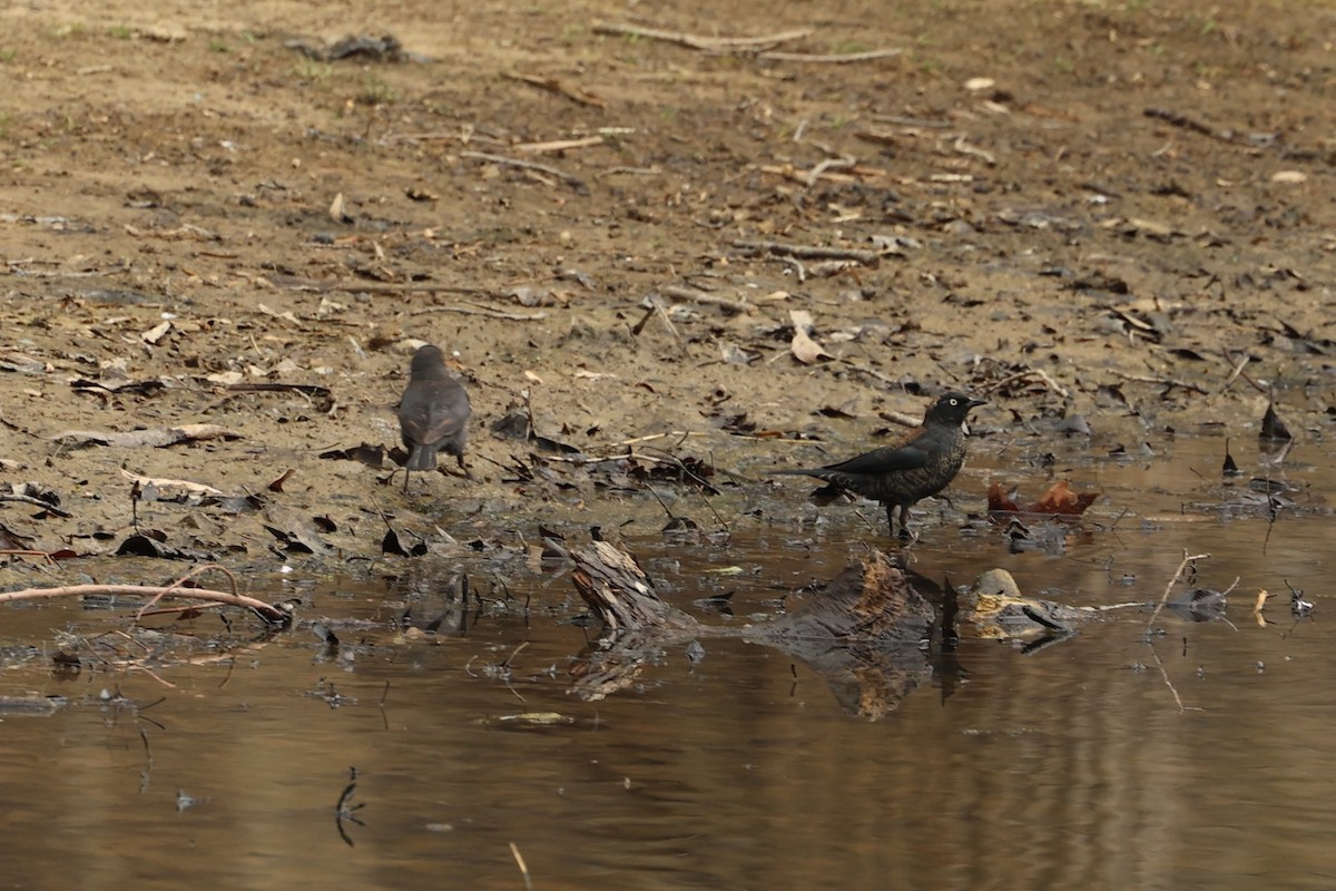 Rusty Blackbird - Daniel Obrzut