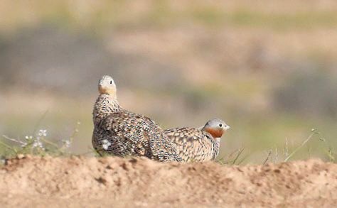 Black-bellied Sandgrouse - ML551711891