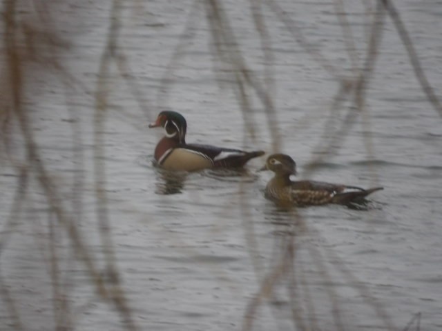 Wood Duck - ML551712511