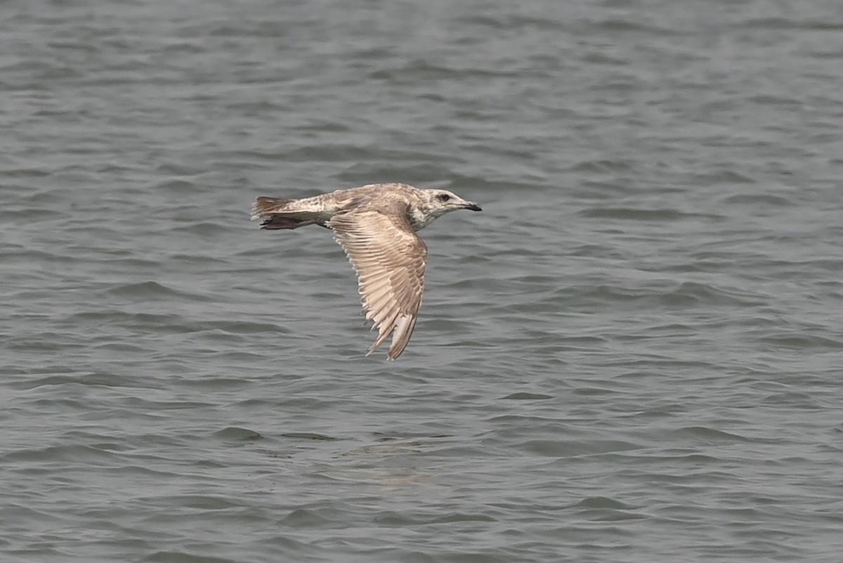 Slaty-backed Gull - Wachara  Sanguansombat