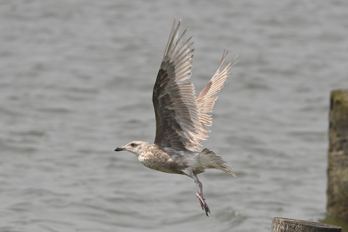 Slaty-backed Gull - Wachara  Sanguansombat