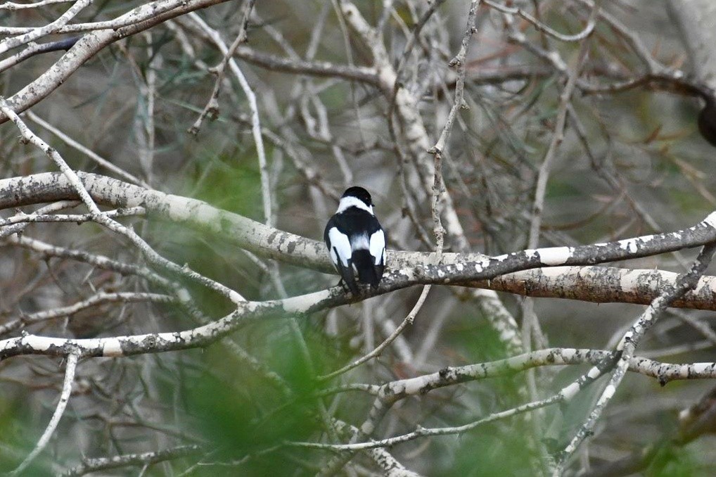 Collared Flycatcher - ML551713121