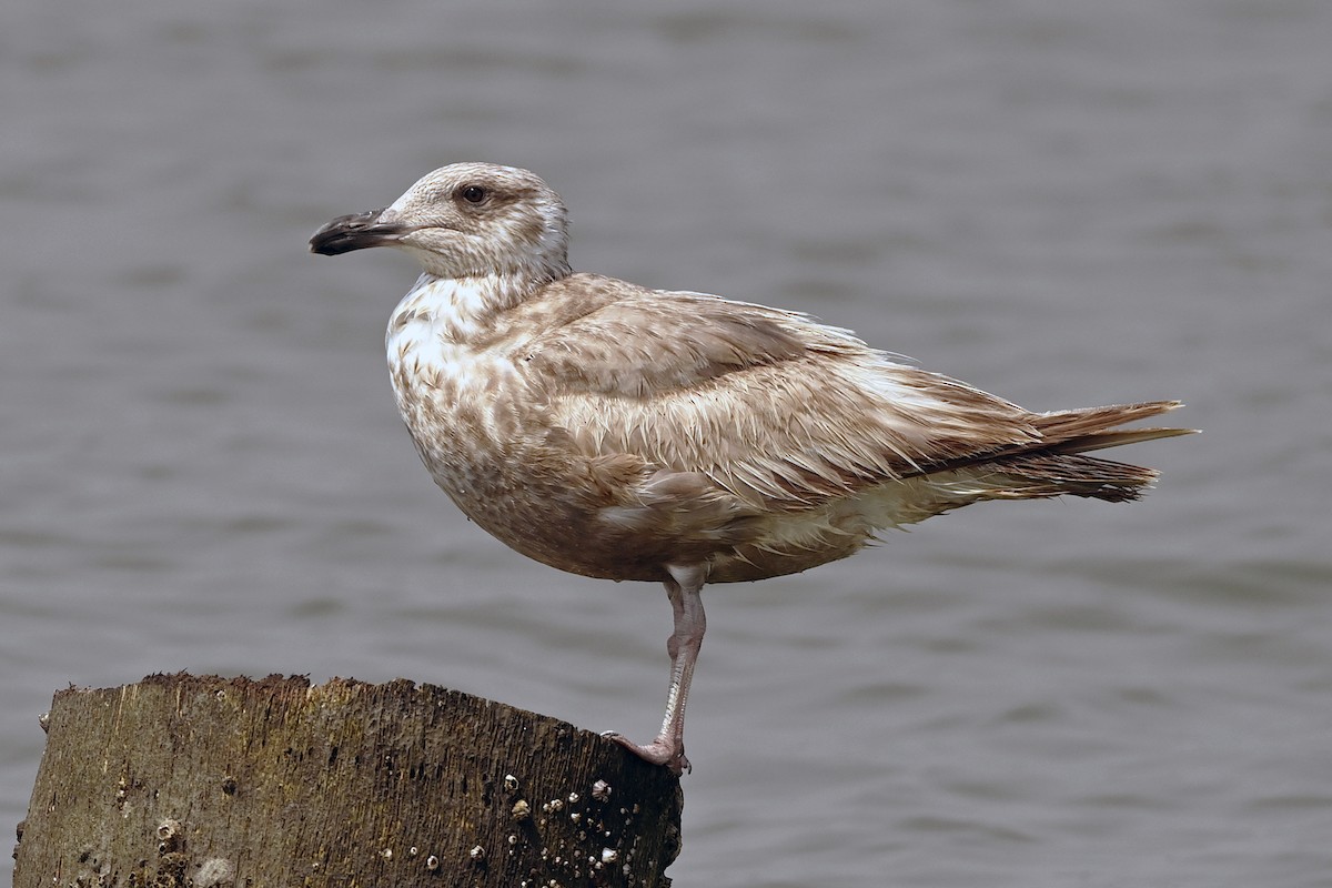 Slaty-backed Gull - Wachara  Sanguansombat