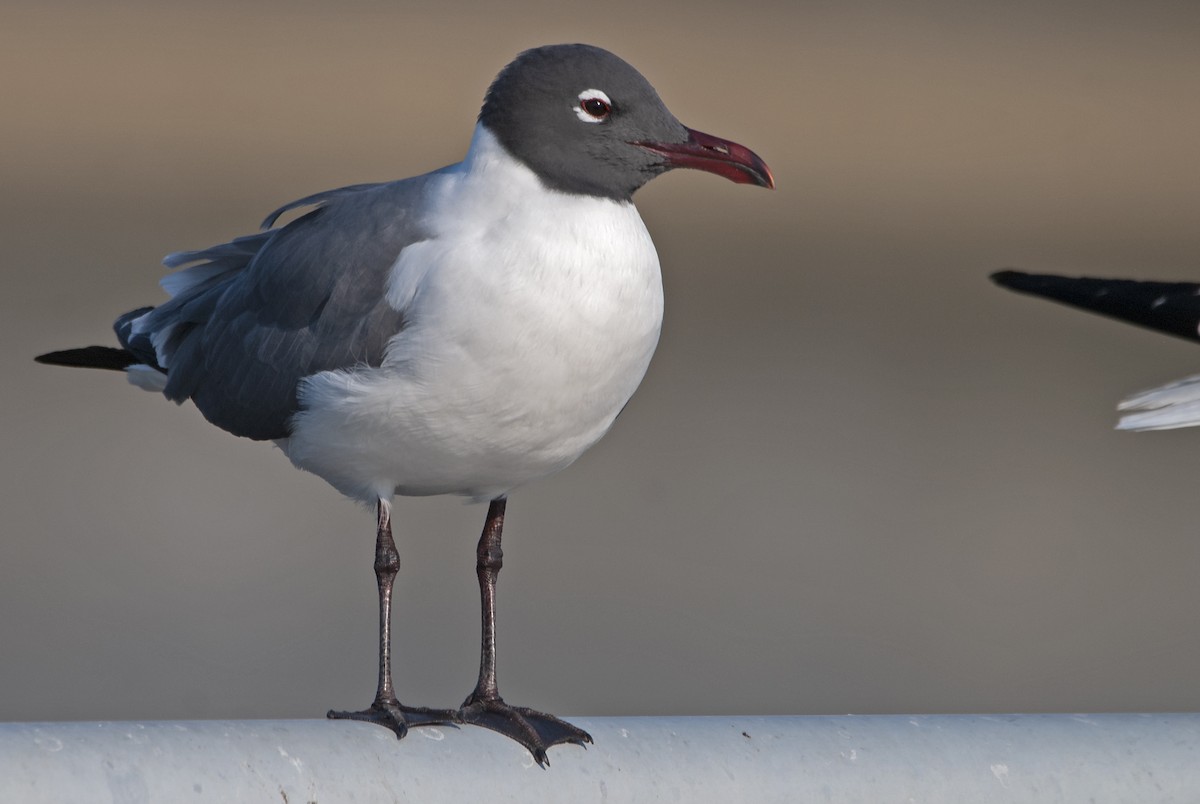 Laughing Gull - ML551713471