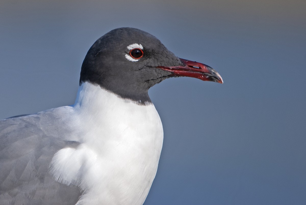 Laughing Gull - ML551713521