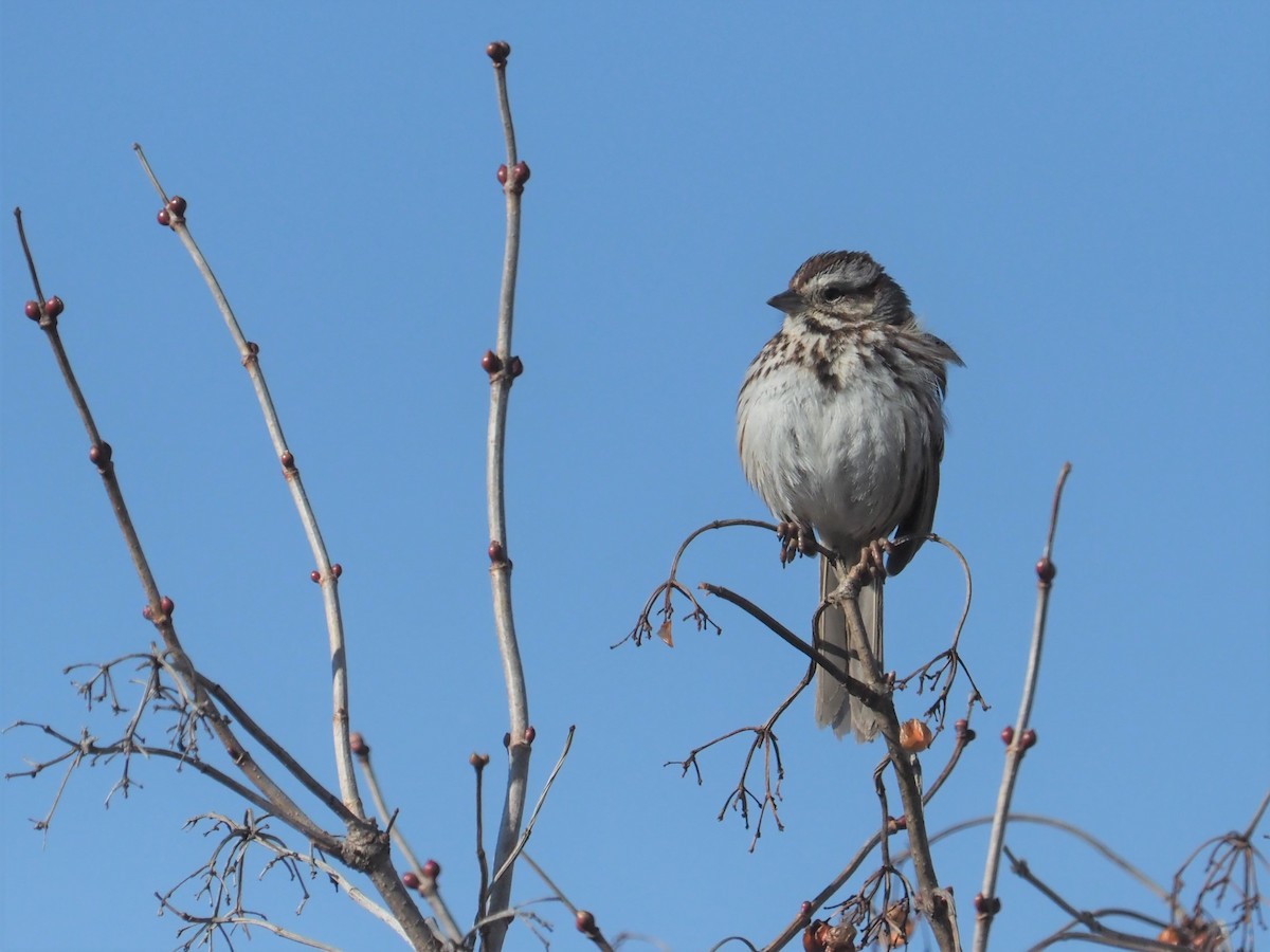 Song Sparrow (melodia/atlantica) - ML551714481