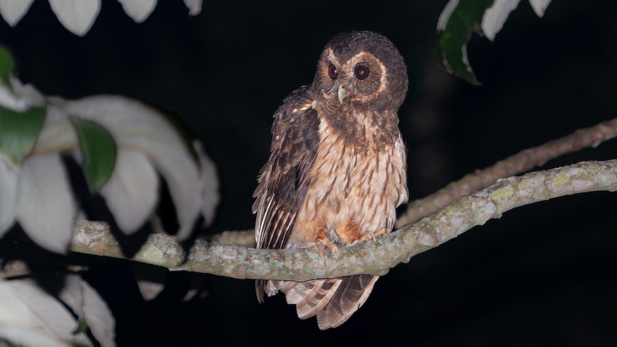 Mottled Owl - Ricardo Mitidieri