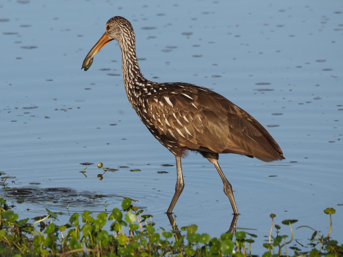 Limpkin - ML551715261