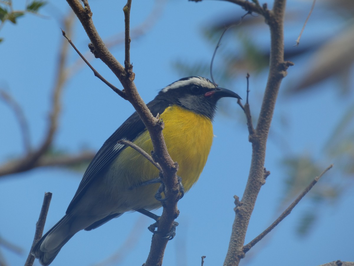 Sucrier à ventre jaune (groupe portoricensis) - ML551717371