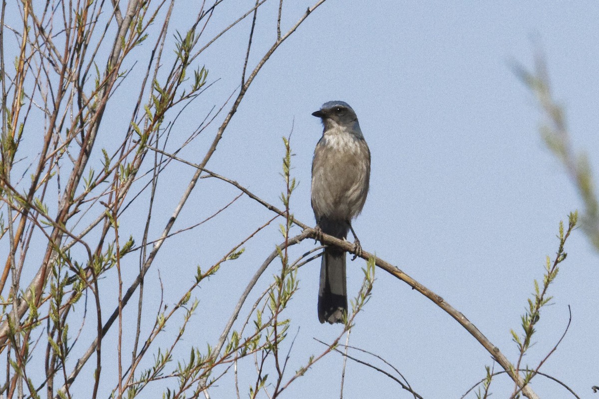 Woodhouse's Scrub-Jay - ML551717581