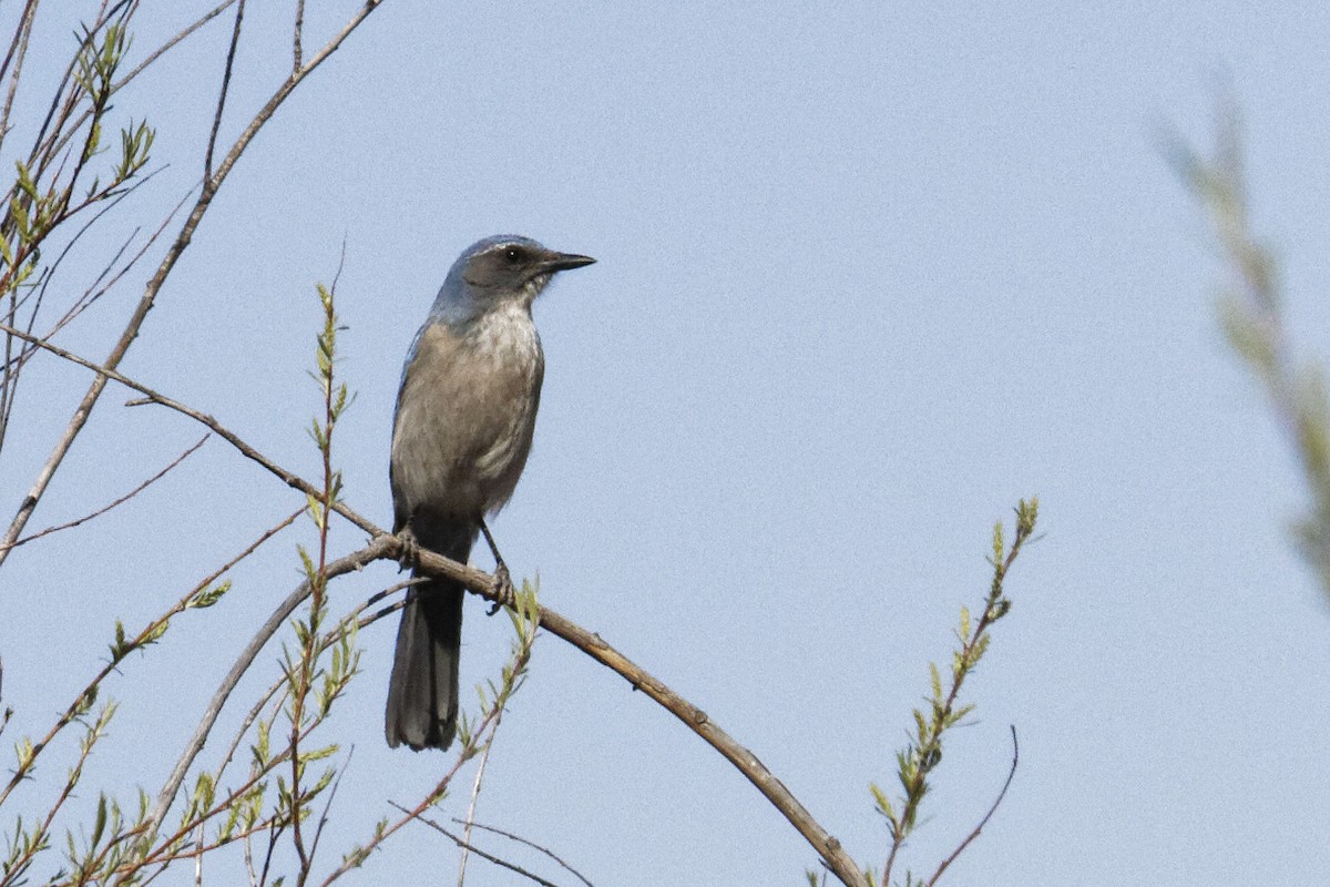 Woodhouse's Scrub-Jay - ML551717591