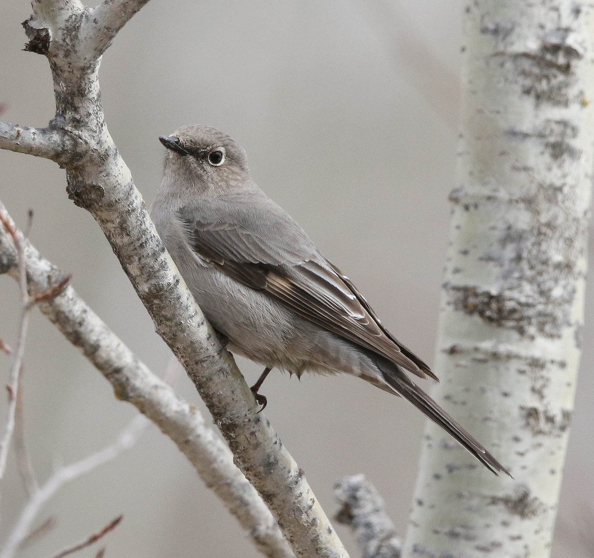 Townsend's Solitaire - ML55171801