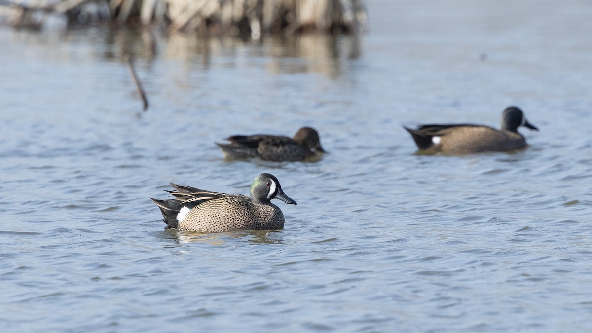 Blue-winged Teal - ML551718901