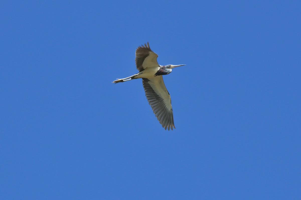Tricolored Heron - ML551719891
