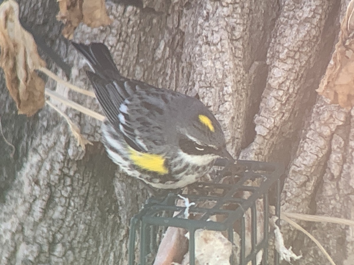 Yellow-rumped Warbler - ML551719931