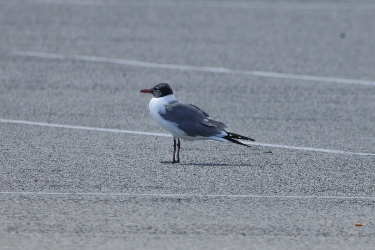 Laughing Gull - ML551719951