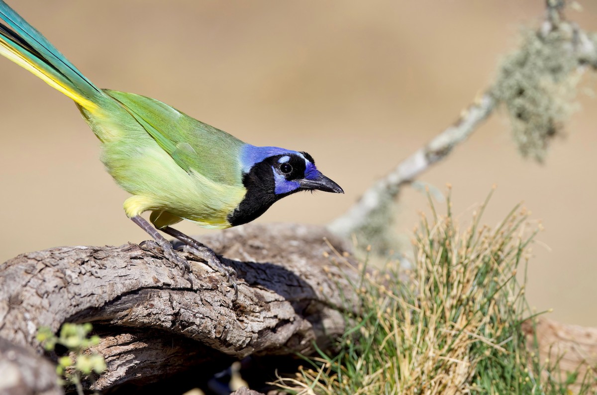 Green Jay - ML551720881