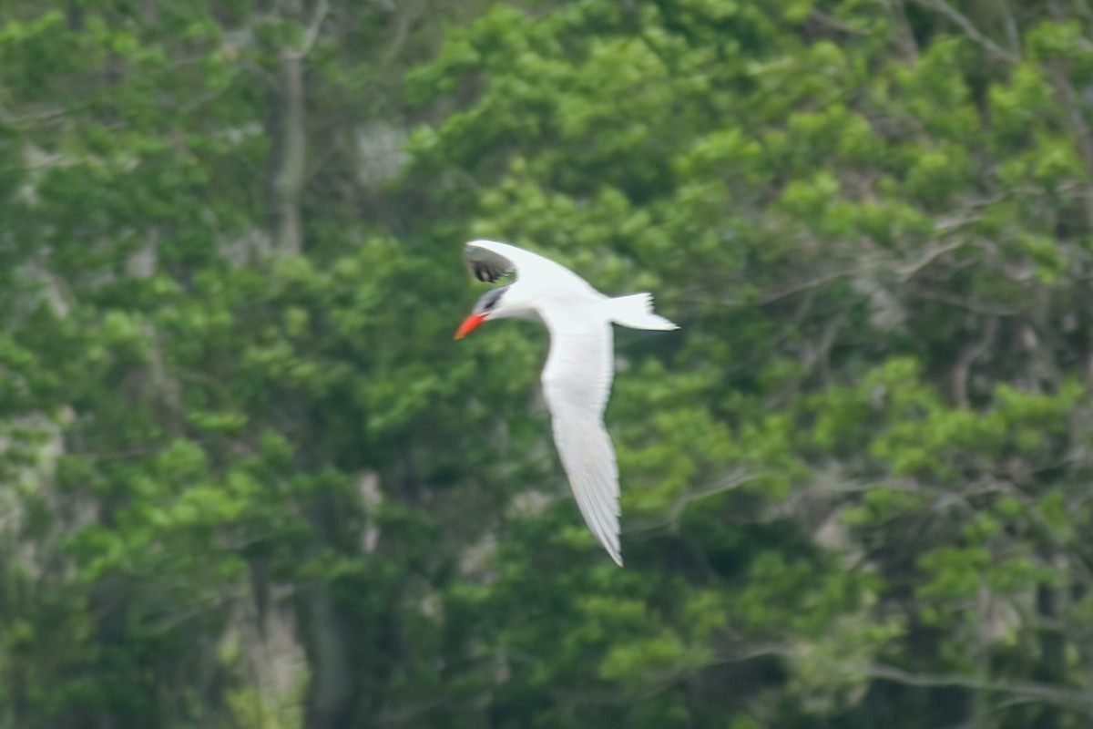 Caspian Tern - ML551721421