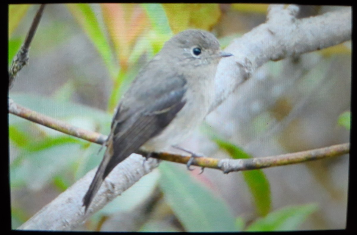 Asian Brown Flycatcher - ML551722061