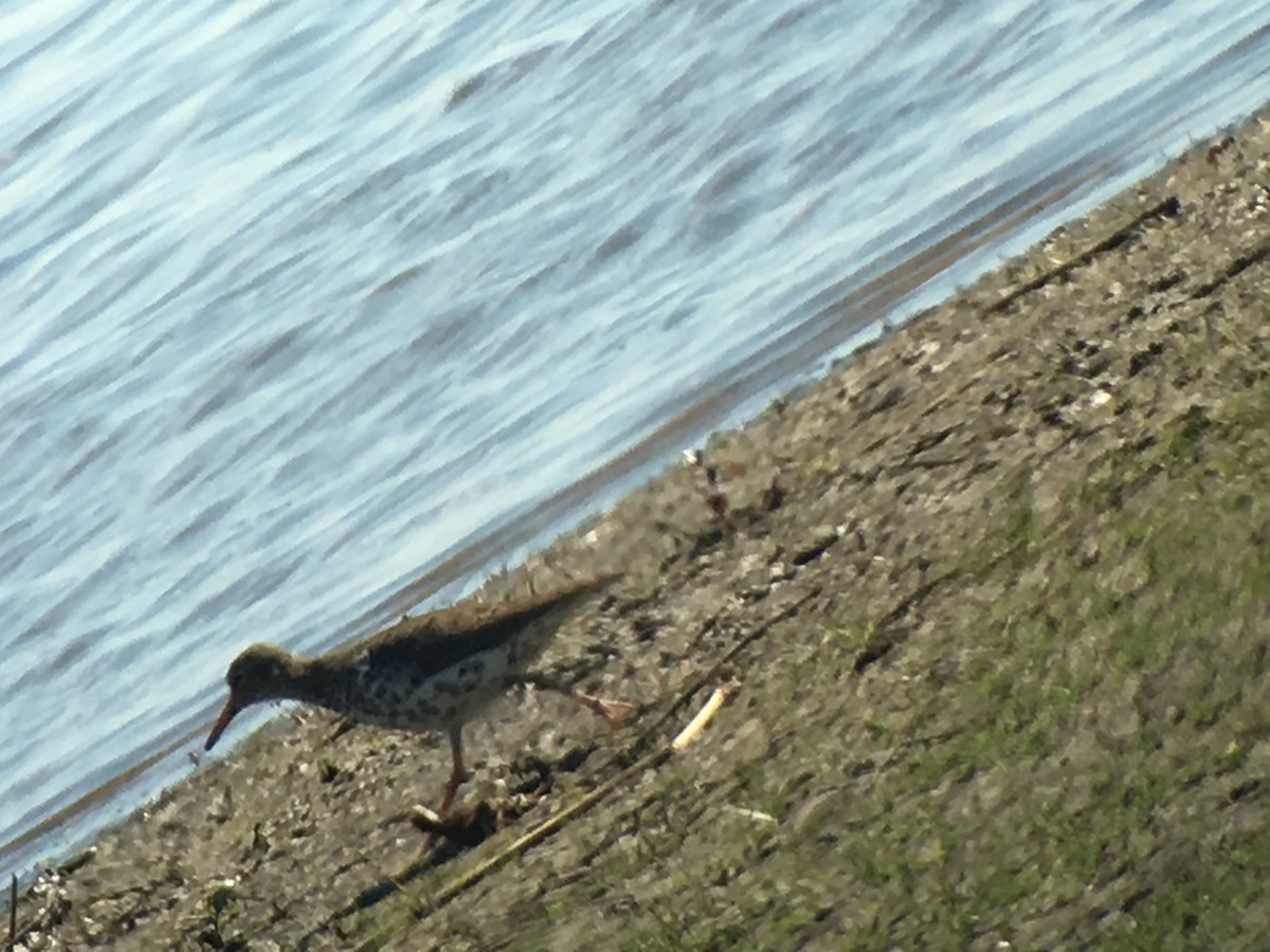 Spotted Sandpiper - ML55172251