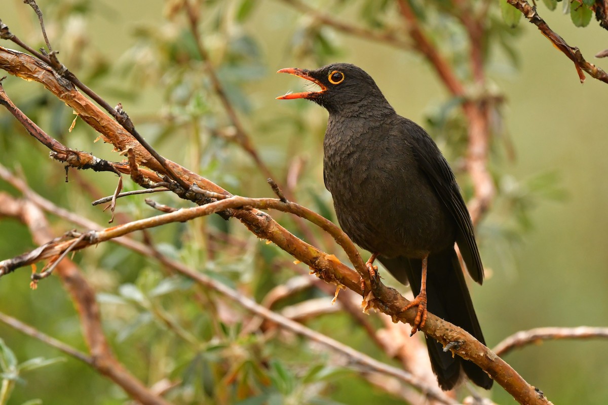 Great Thrush - ML551722941