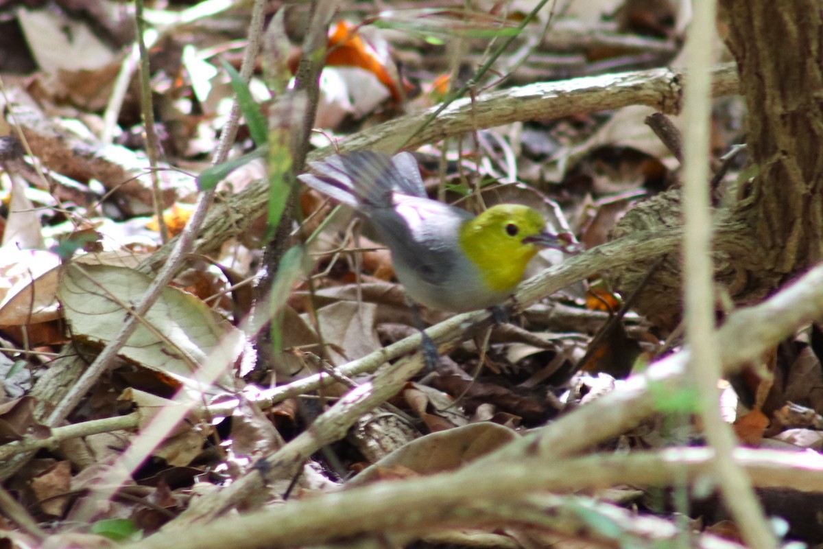 Yellow-headed Warbler - ML551723841