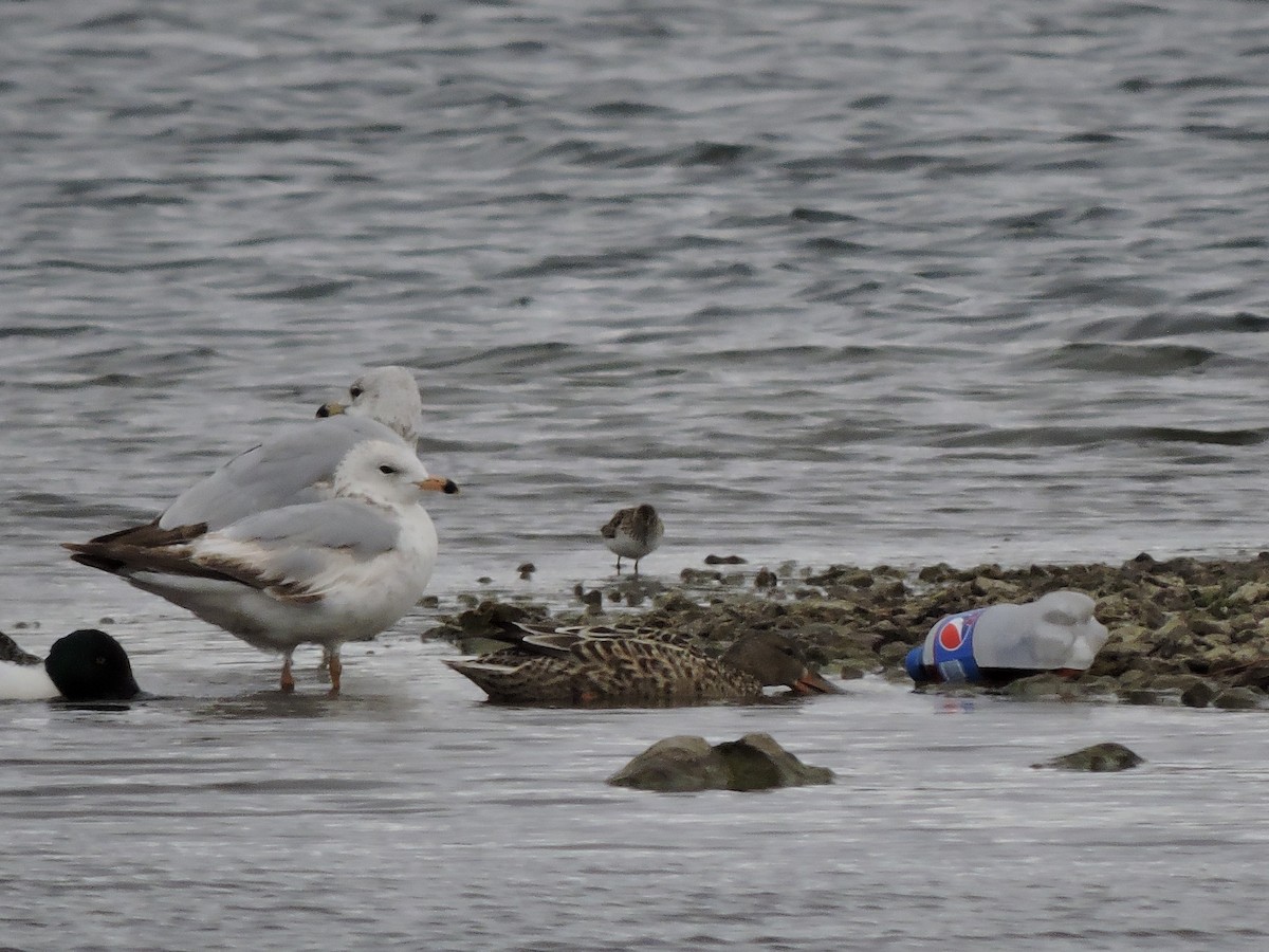 Gavina americana - ML55172461