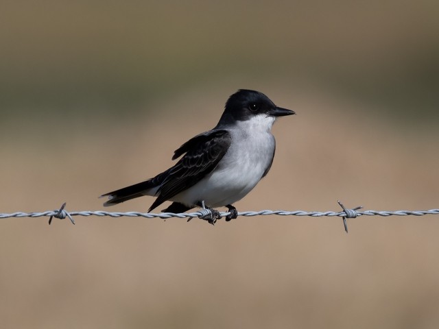 Eastern Kingbird - ML551725381