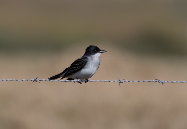 Eastern Kingbird - ML551725391