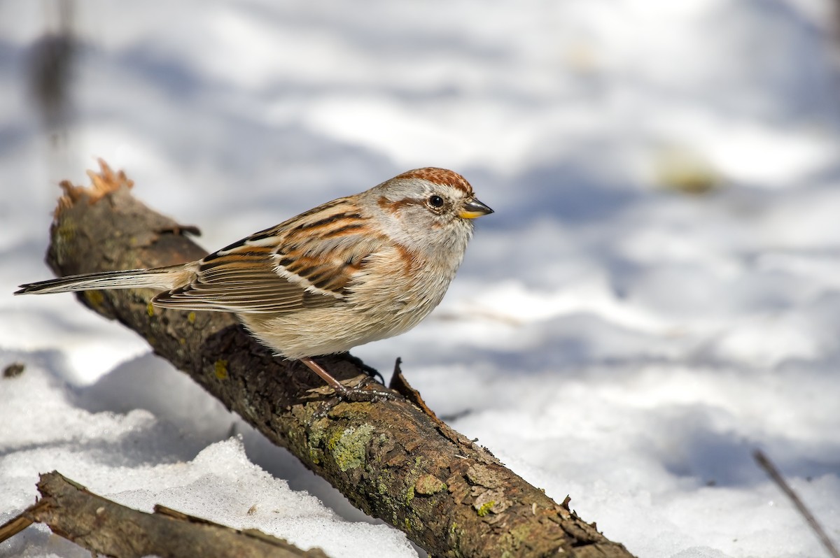 American Tree Sparrow - ML551727261