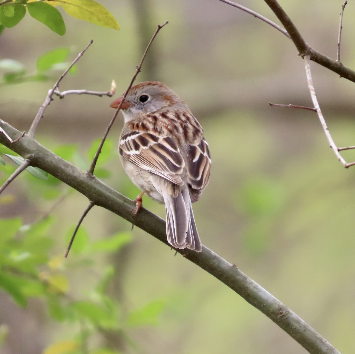 Field Sparrow - ML551727271