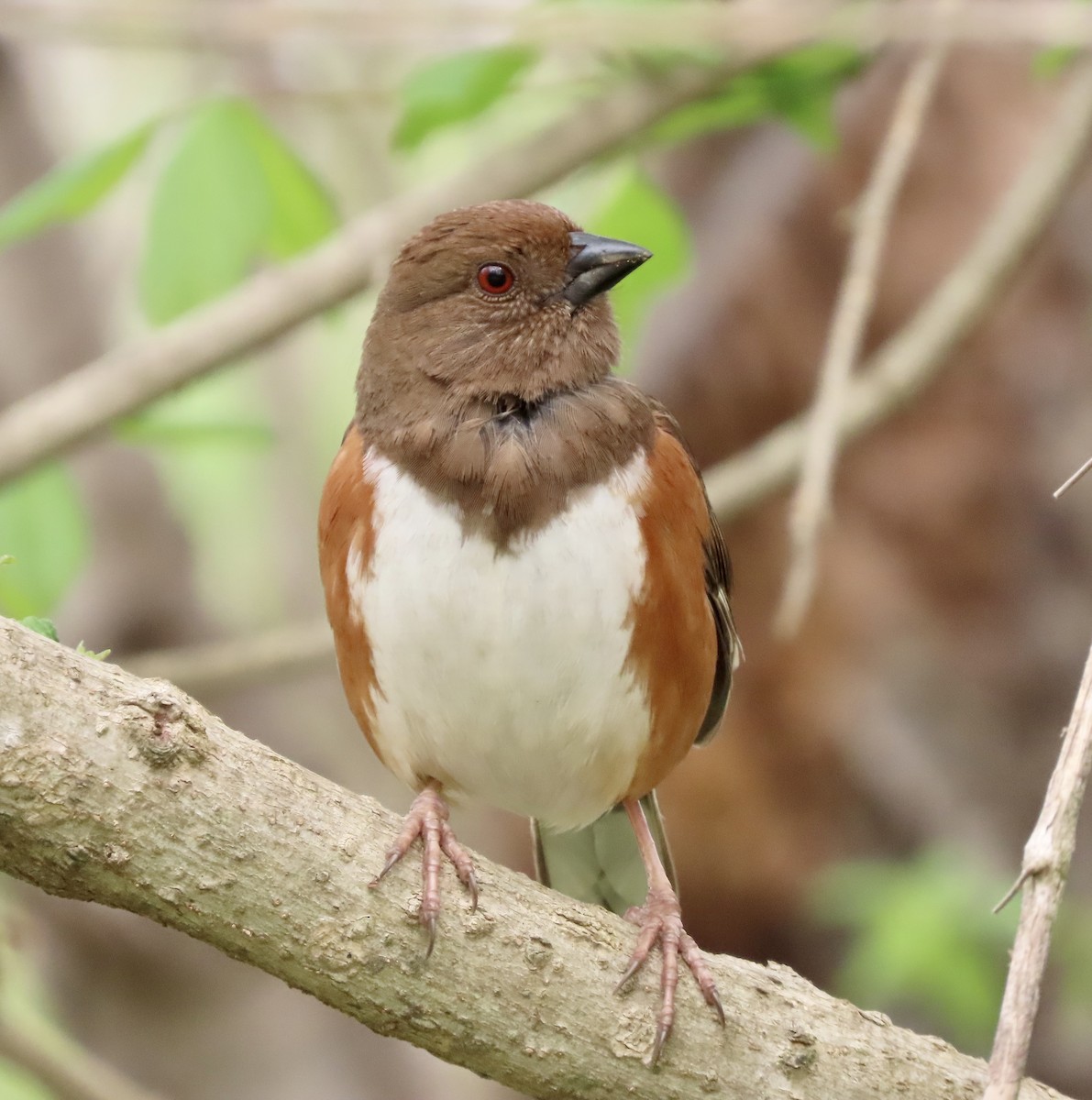 Eastern Towhee - ML551727381