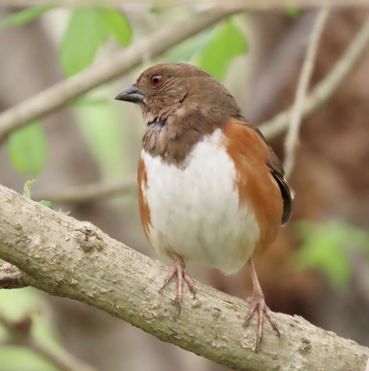 Eastern Towhee - ML551727391