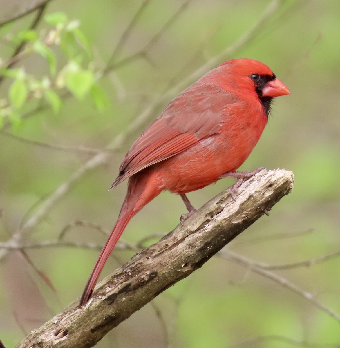 Northern Cardinal - ML551727431