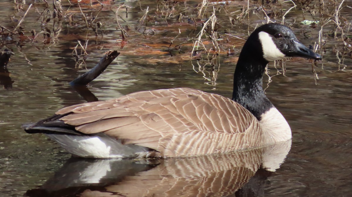 Canada Goose - ML551727871