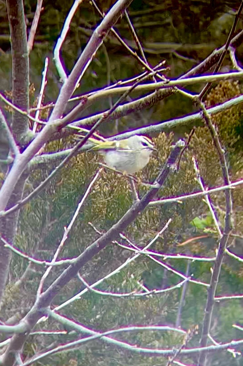 Golden-crowned Kinglet - ML551728381