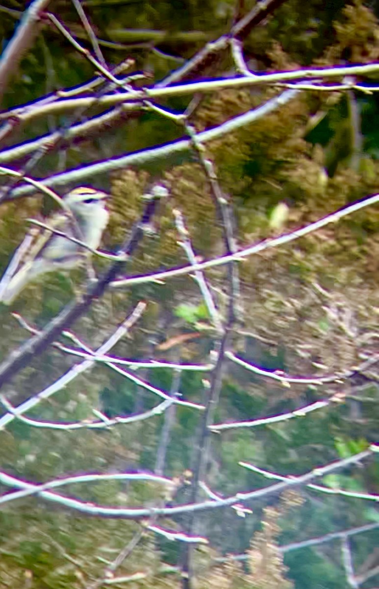 Golden-crowned Kinglet - ML551728391